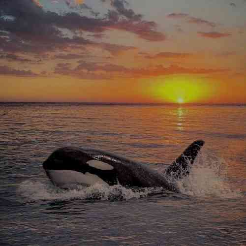 مهدی مولاد دنده دنده دمه پی خوار ایی گیربوکسه